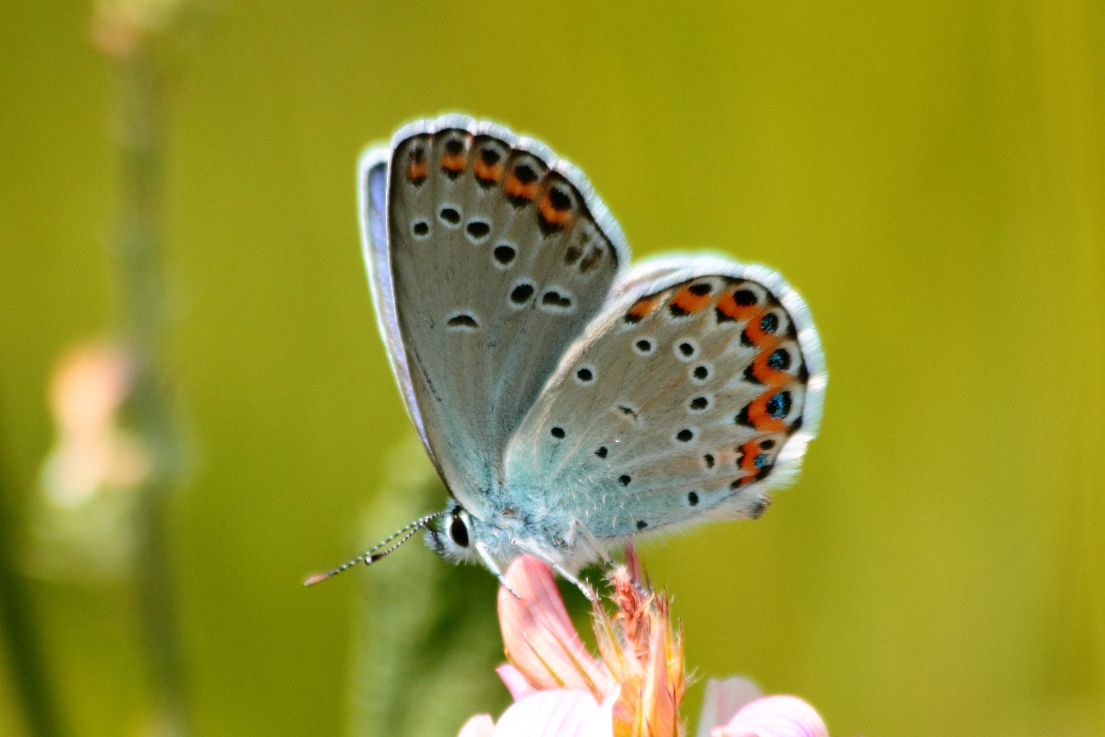 quale Plebejus?